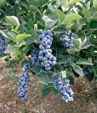 Yaban Mersini meyve fidanı[ Vaccinium myrtillus]